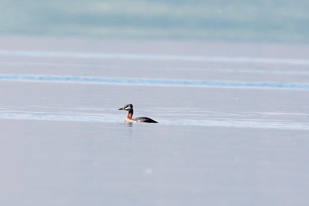 Red-necked Grebe